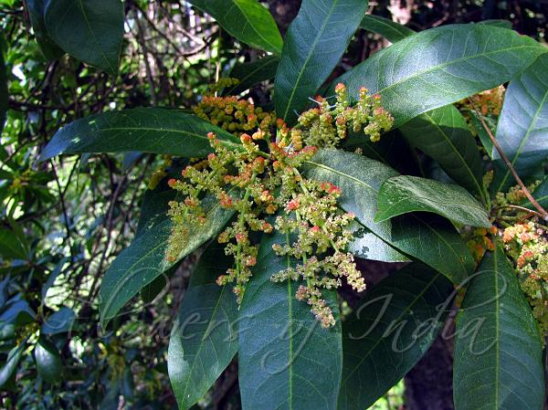 Himalayan Bayberry